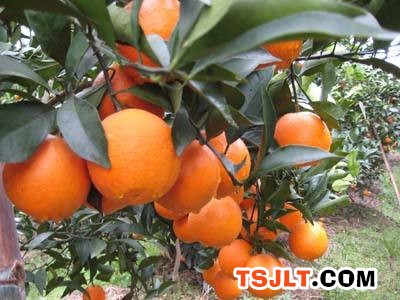 万州：红橘跳“探戈”产业蓬勃发展带民增收致富（图）