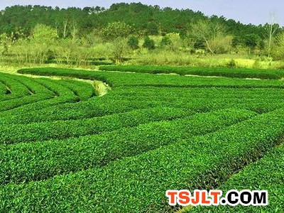 武汉黄陂蔡榨：农网改造助茶产业腾飞（图）