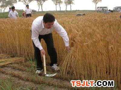 海安市小麦统计单产继续名列全省*（图）