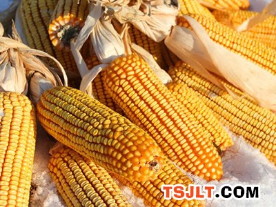 玉米拍卖量减价稳 等到何时才能涨？（图）