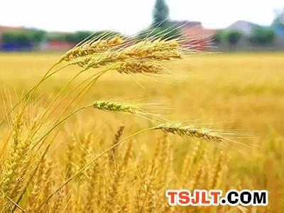 新疆小麦单产纪录刷新为731.3公斤（图）