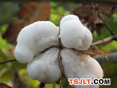 棉花纤维品质高但产量低的原因查明（图）