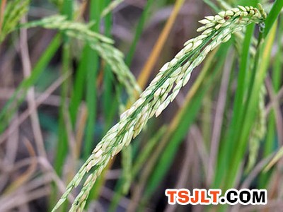 水稻吸收转运铁的过程机制研究取得进展（图）