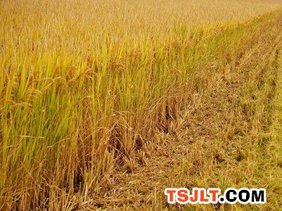 新乡市延津县优质小麦现代农业产业园获国家奖补资金一亿元（图）