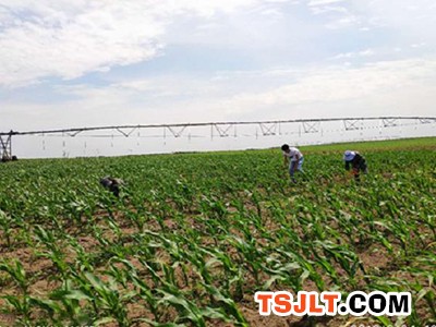 大庆市杜尔伯特县农业技术推广中心认真开展肥料试验（图）