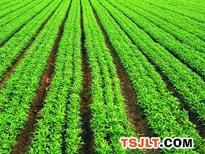 河北省：着力打造四个大豆产业区 2022年播种面积达到161.4万亩（图）