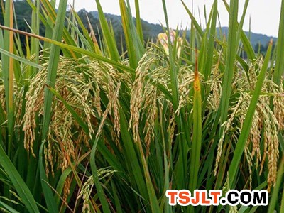 41个绿色超级稻品种获认定（图）