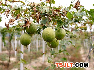 怀化靖州：瓜蒌种植成为致富“新宠”（图）
