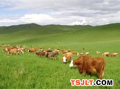 青海高原现代农牧业的绿色崛起（图）