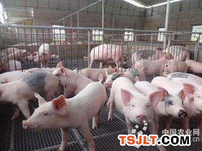 农业农村部有关负责人谈生猪生产和供应形势（图）