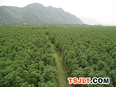 江苏省林木种苗和林下经济产业锚定千亿级（图）