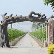 唐山市曹妃甸区创新农业生态有限公司