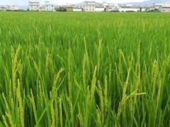 云南祥云：培植生态水稻拓宽增收致富路