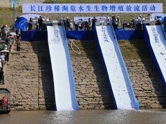 长江珍稀濒危水生生物增殖放流活动在重庆举行