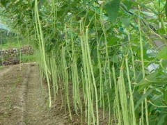 秋豇豆的种植时间和栽培技术