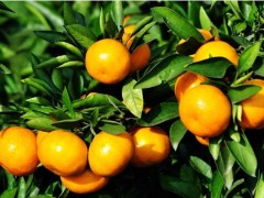 柑橘新叶黄化的原因是什么？要如何防治？