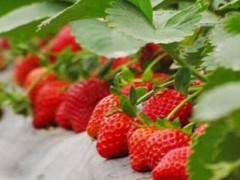 草莓大棚只要注意低温及阴雨两种天气，就可保证产量及品质！