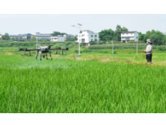农业农村部部署小麦穗期重大病虫害防控和“一喷三防”工作