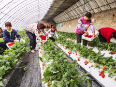 国产草莓品种如何扳回市场？