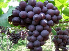 葡萄枝条管理有哪些要点？葡萄种植管理模式讲解