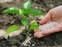 磷肥的作用及功能 施用磷肥的注意事项