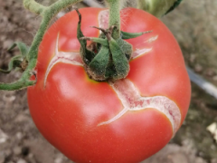 西红柿为什么会开裂？