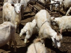 羊农药中毒的解救措施