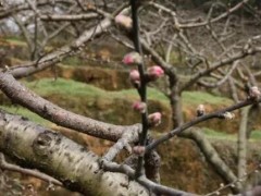 桃树冻害症状表现和补救措施