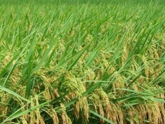水稻穗上发芽的原因及防治